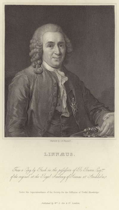 Linnaeus de Alexander Roslin