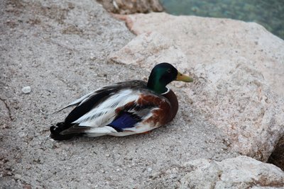 O pato de Alexandra Joseph