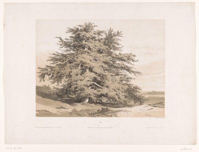 Paisagem com cedros
Cèdres (título sobre o objecto) de Alexandre Calame
