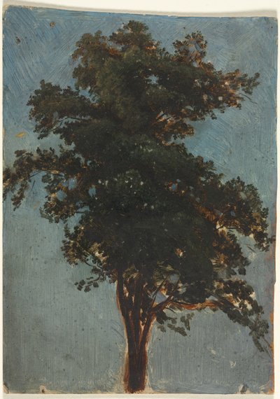 Estudo sobre árvores de Alexandre Calame