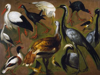 Estudo das aves, por Alexandre-Francois Desportes (1661-1743), França de Alexandre Francois Desportes