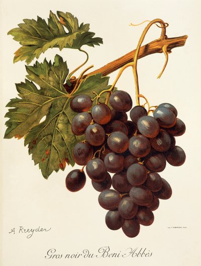Abbes grape de A. Kreyder de Alexis Kreyder