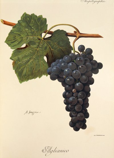 Uva Aglianico de A. Kreyder de Alexis Kreyder