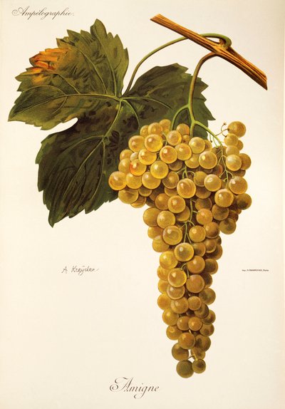 Uva Amigne por A. Kreyder de Alexis Kreyder