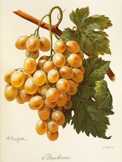 Uva Amokrane por A. Kreyder de Alexis Kreyder