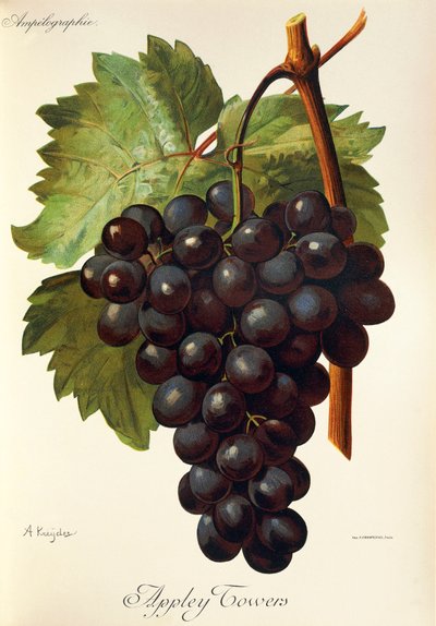 Uva Appley Towers. Ilustração de A. Kreyder, Pessione, da Traite General de Viticulture. Ampelographie de Alexis Kreyder