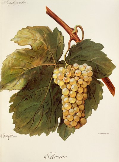 Uva Arvine por A. Kreyder de Alexis Kreyder
