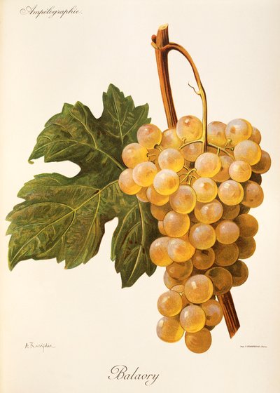 Uva Balavry de A. Kreyder de Alexis Kreyder