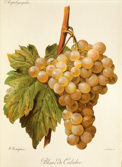 Uva branca calabresa de A. Kreyder de Alexis Kreyder