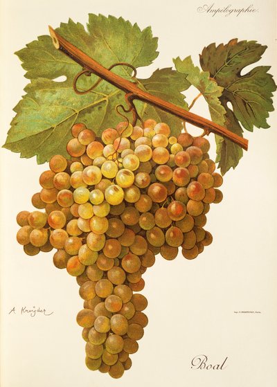 Uva Boal por A. Kreyder de Alexis Kreyder