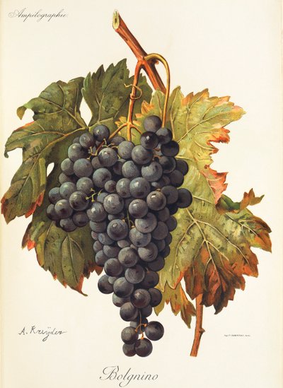 Uva Bolgnino de A. Kreyder de Alexis Kreyder
