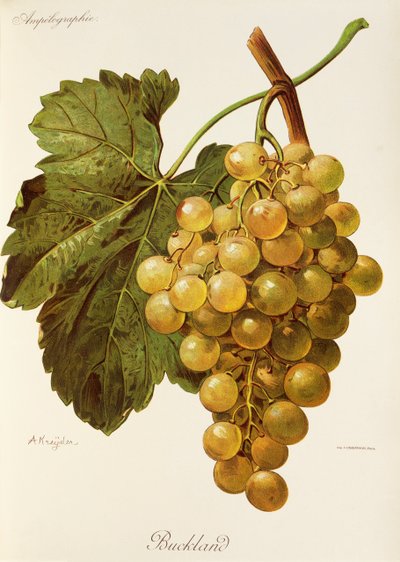 Uva Buckland de A. Kreyder de Alexis Kreyder