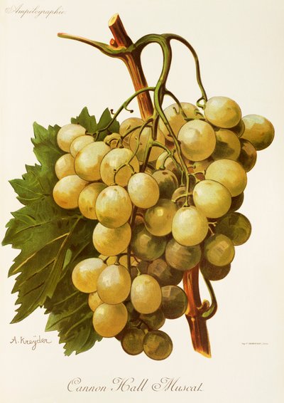 Uva Cannon Hall Muscat de A. Kreyder de Alexis Kreyder