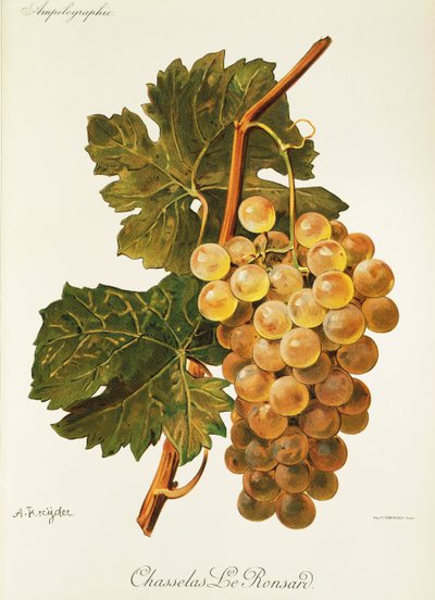 Uva Chasselas Le Ronsard por A. Kreyder de Alexis Kreyder