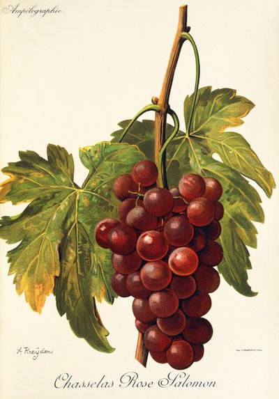Uva Chasselas Rose Salomon de A. Kreyder de Alexis Kreyder