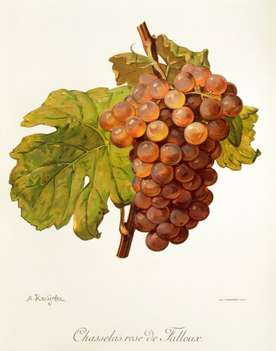 Uva Chasselas Rose de Falloux por A. Kreyder de Alexis Kreyder