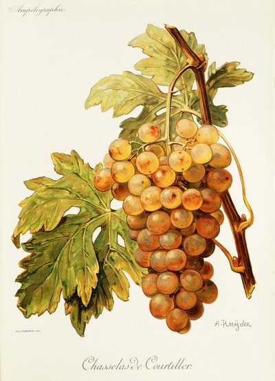 Uva Chasselas de Courtiller por A. Kreyder de Alexis Kreyder