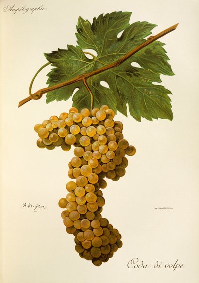 Uva Coda di Volpe por A. Kreyder de Alexis Kreyder