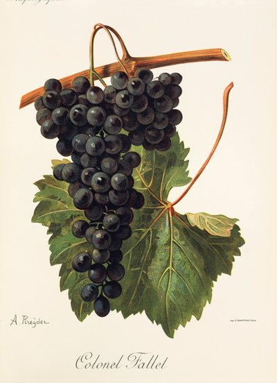 Coronel Fallet grape by A. Kreyder de Alexis Kreyder