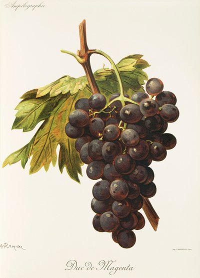 Uva Duc de Magenta de A. Kreyder de Alexis Kreyder