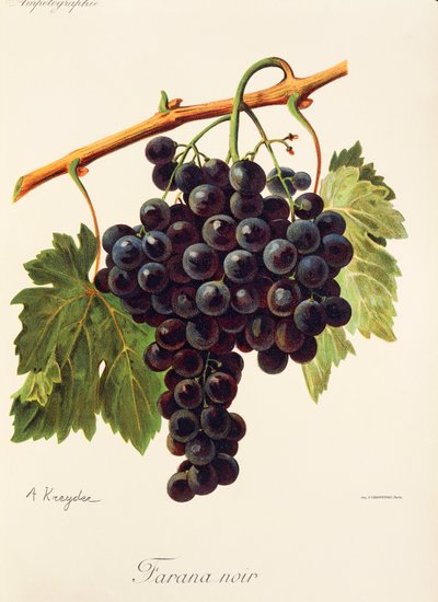 Uva Farana Noir de A. Kreyder de Alexis Kreyder
