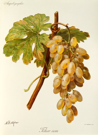 Feher Som uva por A. Kreyder de Alexis Kreyder