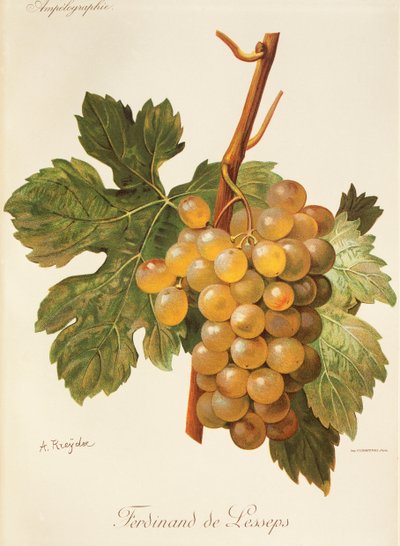 Uva de Ferdinand de Lesseps por A. Kreyder de Alexis Kreyder