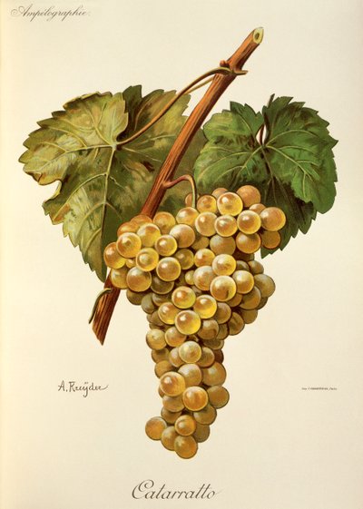 Uva de fiano de A. Kreyder de Alexis Kreyder