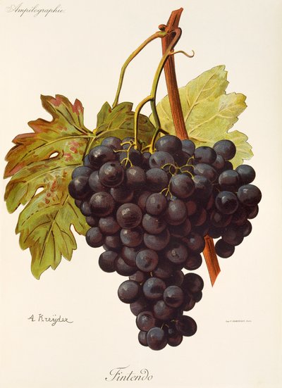 Uva Fintendo de A. Kreyder de Alexis Kreyder