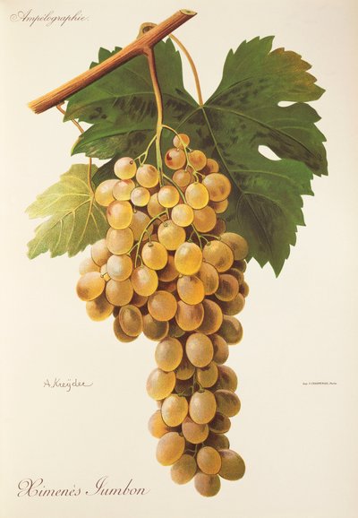 Uva Himenes Jumbon por A. Kreyder de Alexis Kreyder