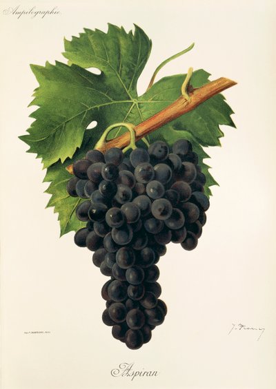 Uva Inzolia por A. Kreyder de Alexis Kreyder