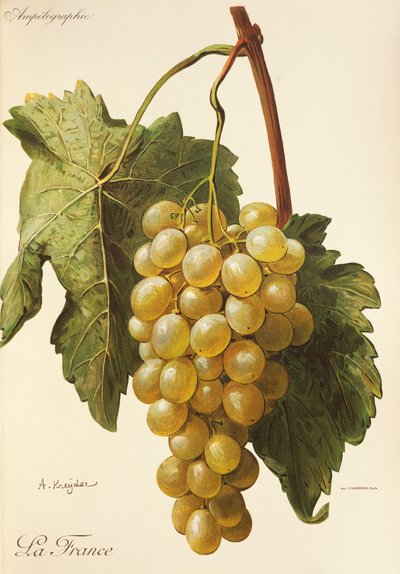 Uva La France por A. Kreyder de Alexis Kreyder