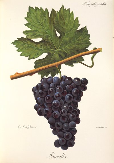 Uva Lourella de A. Kreyder de Alexis Kreyder