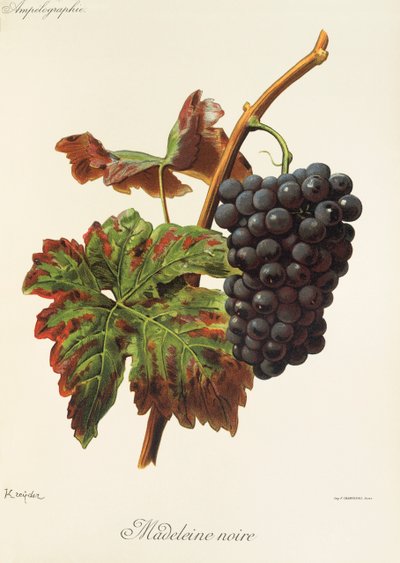 Madeleine Noire grape by A. Kreyder de Alexis Kreyder