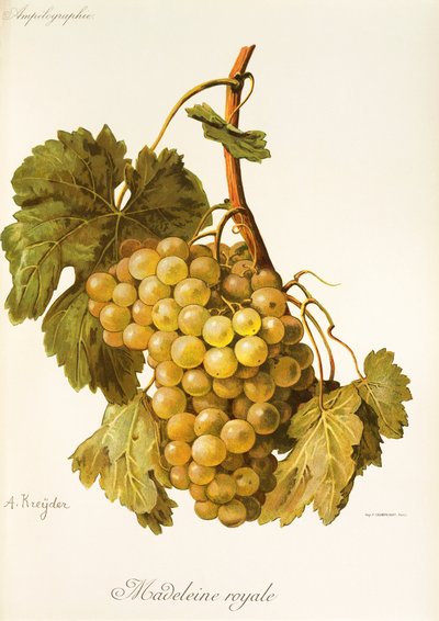 Madeleine Royale grape by A. Kreyder de Alexis Kreyder