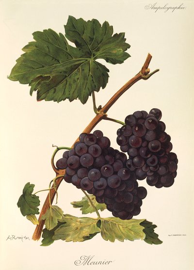 Uva Meunier por A. Kreyder de Alexis Kreyder