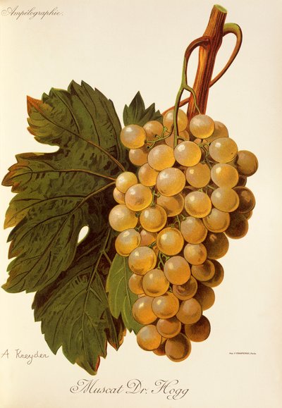 Moscatel Dr. Hogg uva por A. Kreyder de Alexis Kreyder