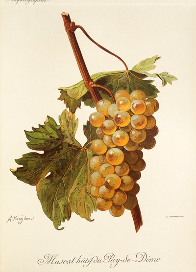Muscat Hatif du Puy-de-Dome de A. Kreyder de Alexis Kreyder