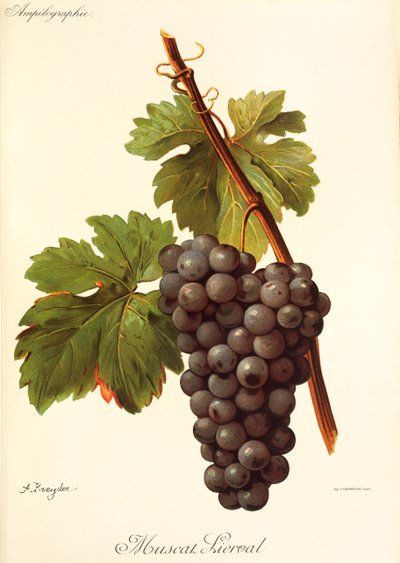 Uva Muscat Lierval de A. Kreyder de Alexis Kreyder