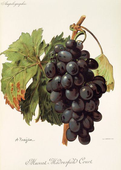 Muscat Madrefield Court grape de A. Kreyder de Alexis Kreyder