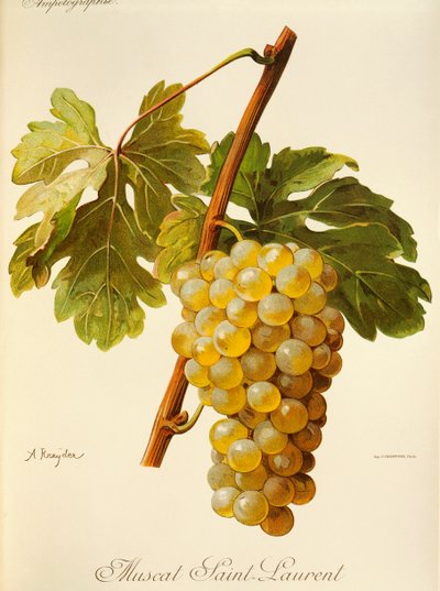 Uva Moscatel Saint-Laurent por A. Kreyder de Alexis Kreyder
