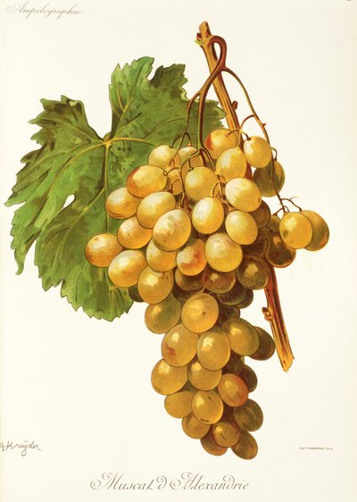 Moscatel de uva de Alexandria por A. Kreyder de Alexis Kreyder