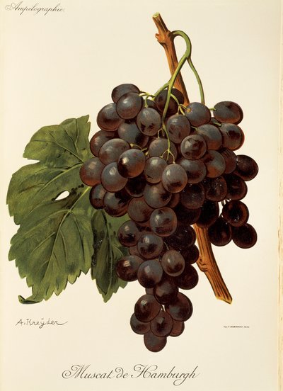 Muscat de Hamburgh grape by A. Kreyder de Alexis Kreyder