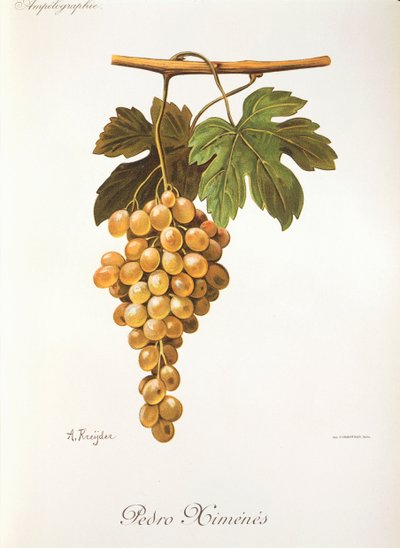 Uva Pedro Mimenes por A. Kreyder de Alexis Kreyder