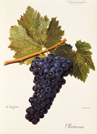 Uva deerricone por A. Kreyder de Alexis Kreyder