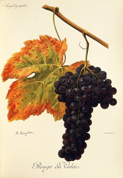 Uva Tinto Valais de A. Kreyder de Alexis Kreyder