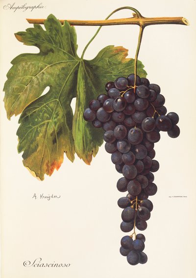Uva Sciascinoso por A. Kreyder de Alexis Kreyder