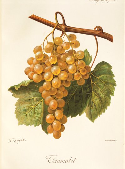 Uva Taamalet de A Kreyder de Alexis Kreyder