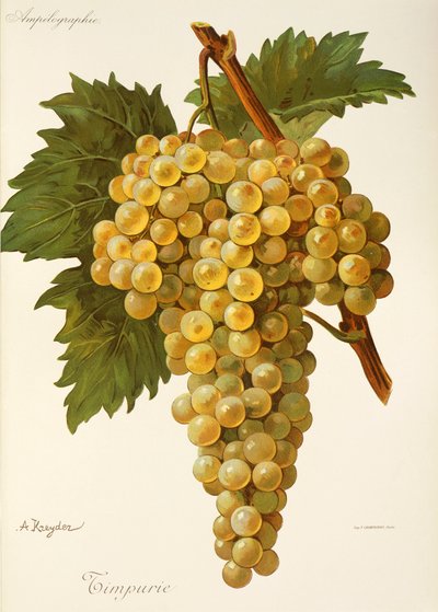 Uva Timpurie de A. Kreyder de Alexis Kreyder
