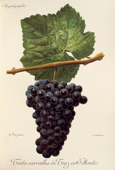 Tinta Carvalha de Traz-os-Montes grape by A. Kreyder de Alexis Kreyder
